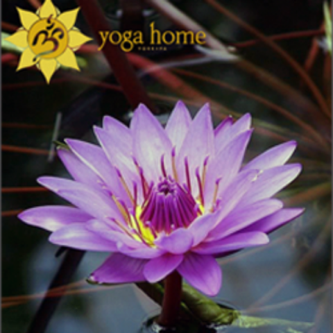 Yoga Home